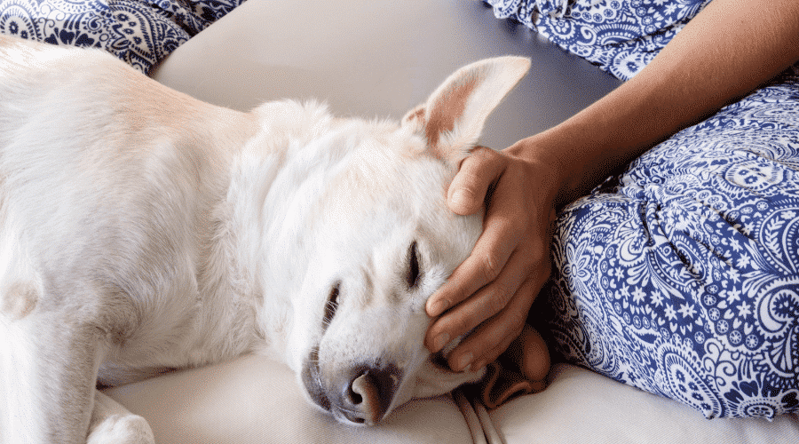 dog sleep in your bedroom