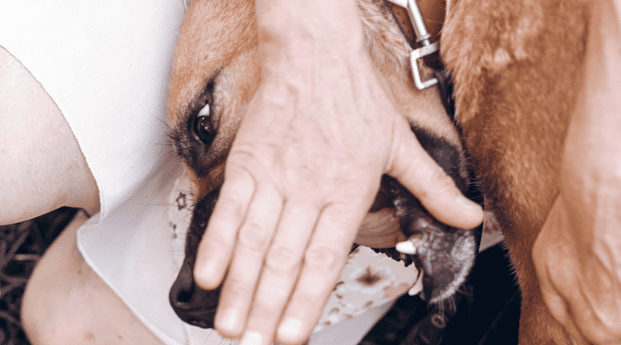 How To Stop My Dog From Biting