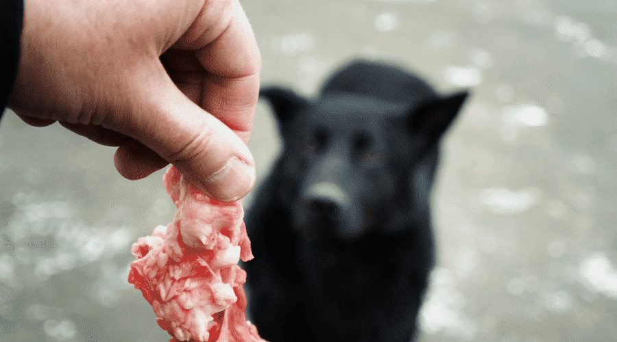 risks of feeding a dog with raw meat