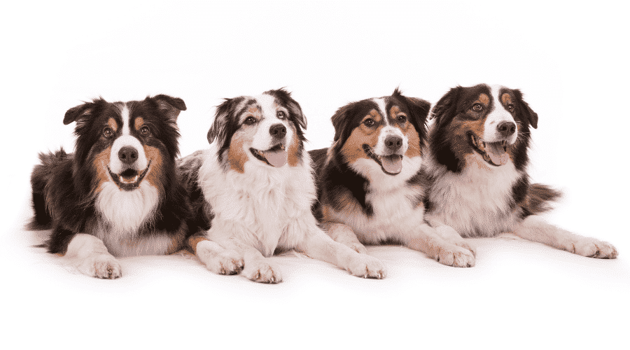 Australian shepherds can be used for many things
