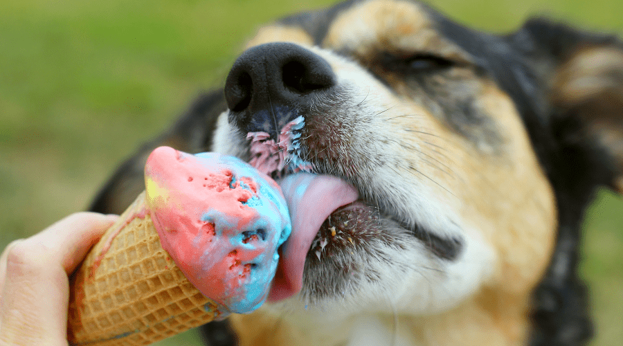 dog eats ice cream