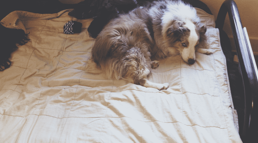 Dogs Sleep With Their Bum Facing You