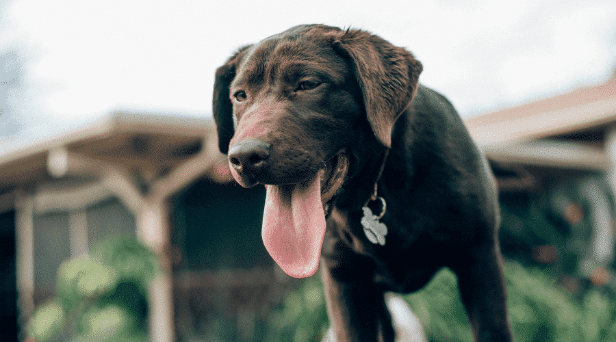 Dogs Stick Their Tongue Out