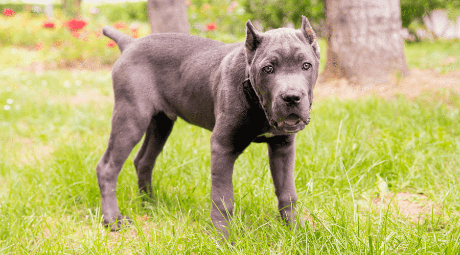 health of Cane Corso