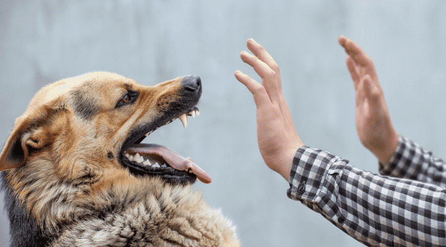 dog wants to jaw wrestle