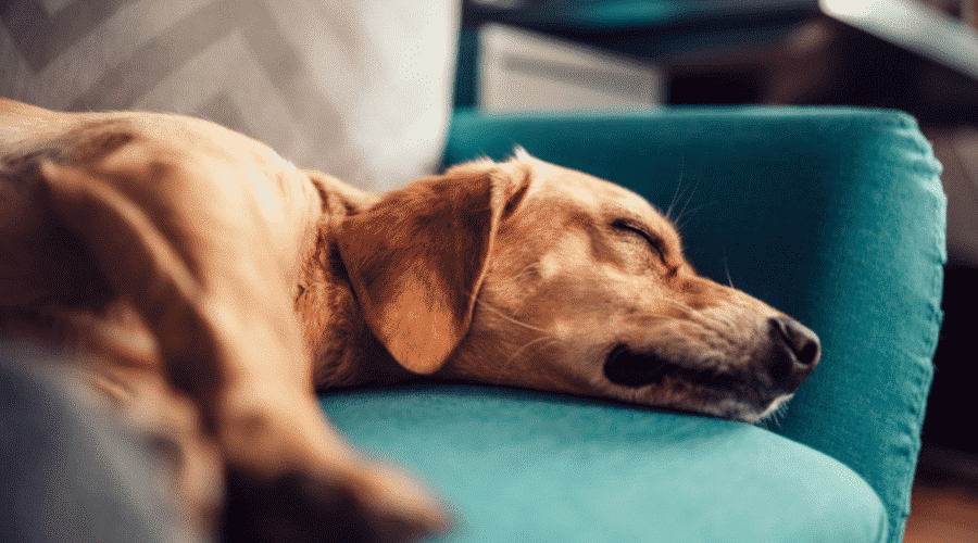 dog cries as he sleeps