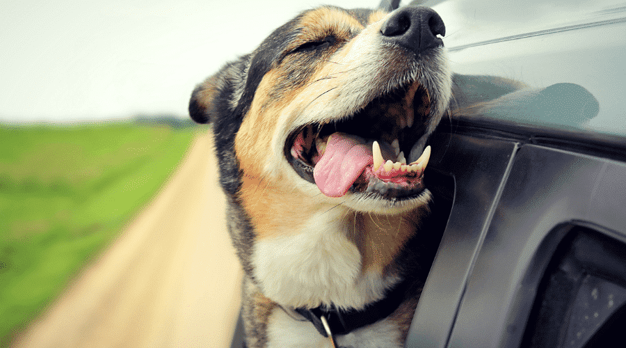 dog who is in pain will pant