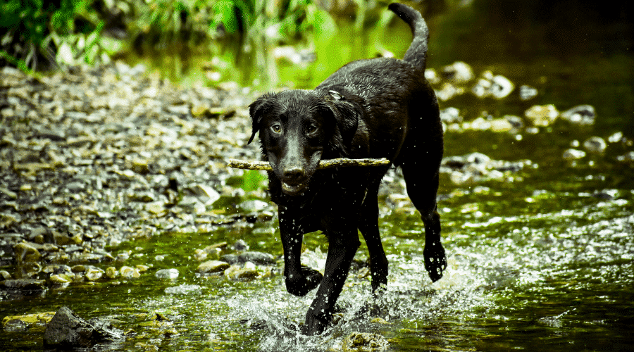 dog carry stick river
