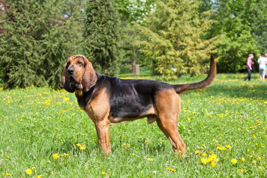 Bloodhounds