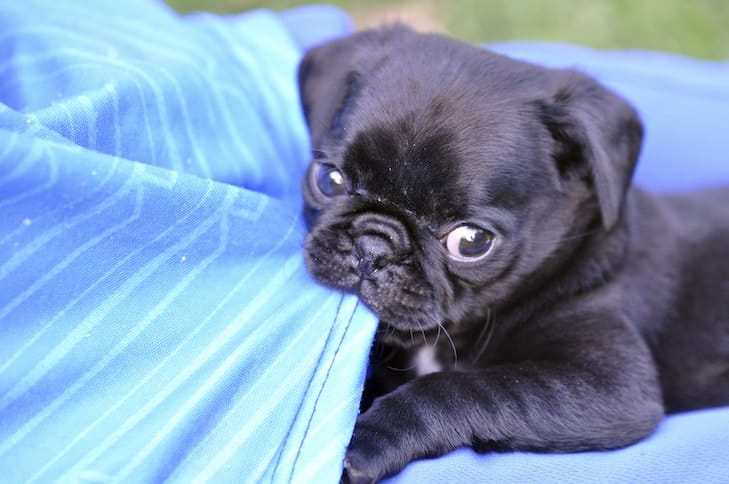 dog nibble on blankets
