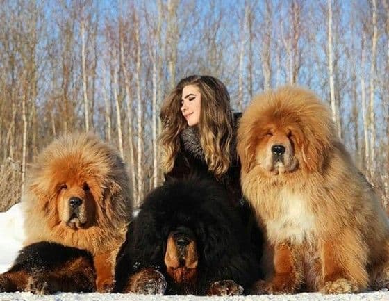 Tibetan Mastiff