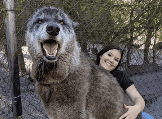Wolf Dogs