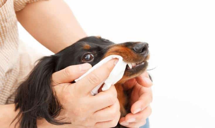 Dental wipes for dogs
