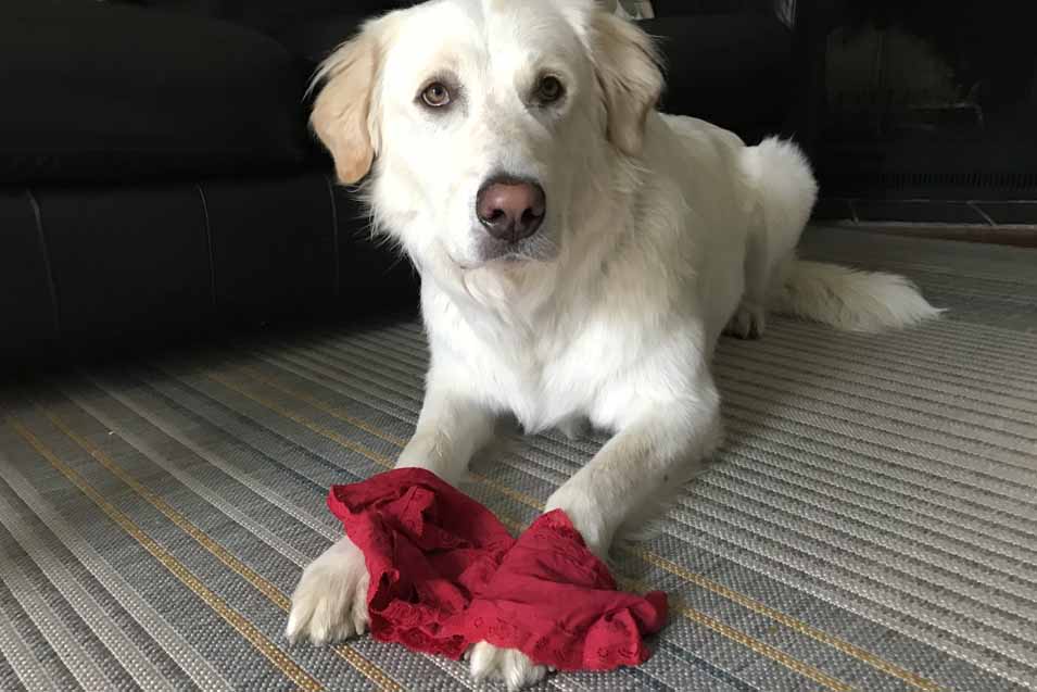 Your dog wants your attention