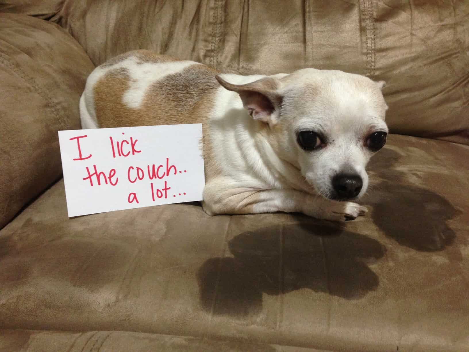 dog licking sofa