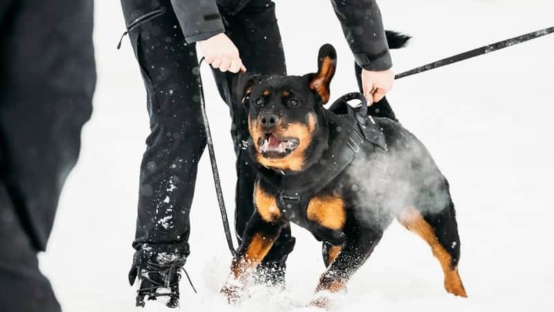 Rottweiler banned dog breeds USA