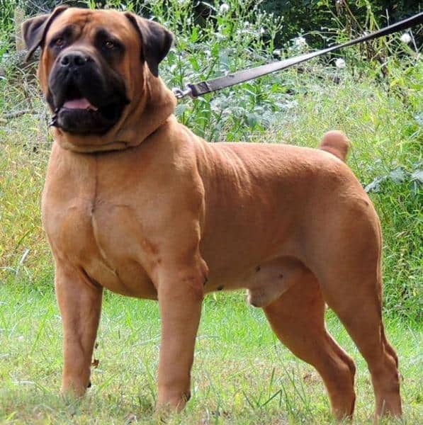 Boerboel Dogs