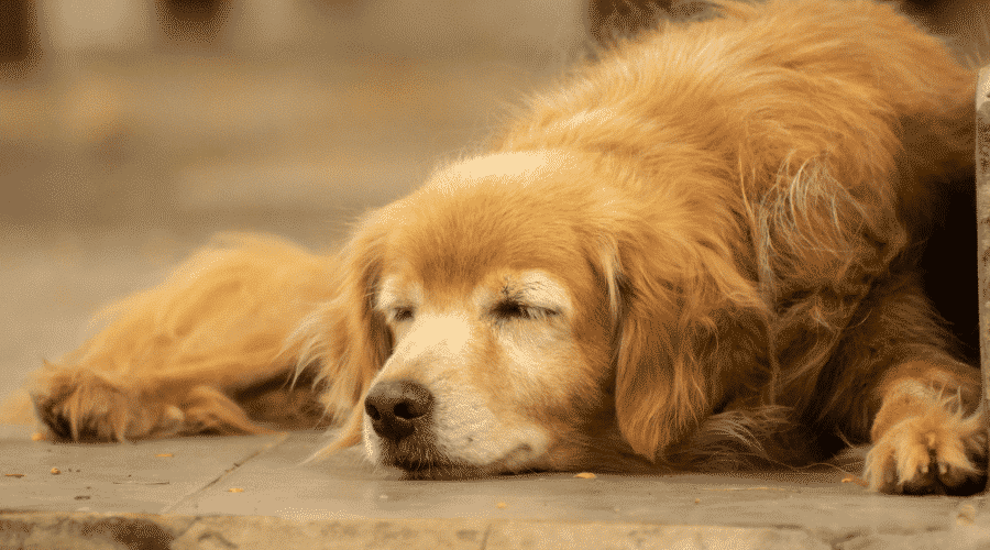 old dog sleeping on floor