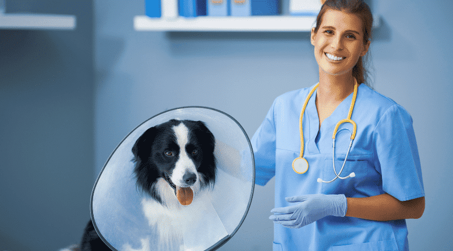 dog with e-con vet