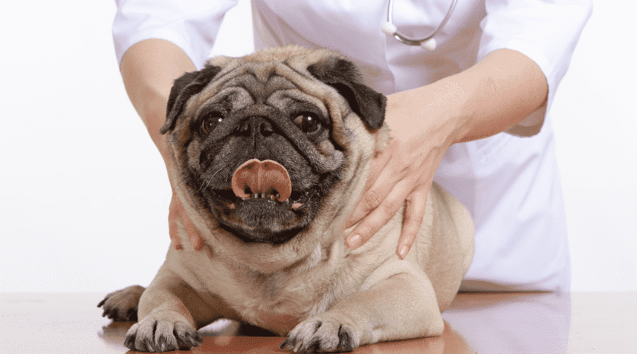 Signs that your dog has gas