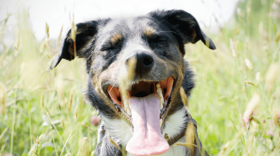 dog heavy panting