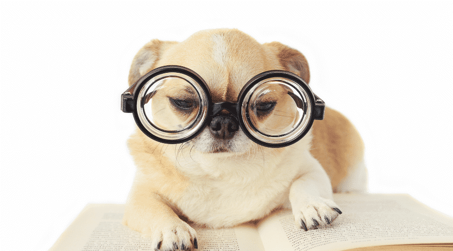 dog with funny glasses