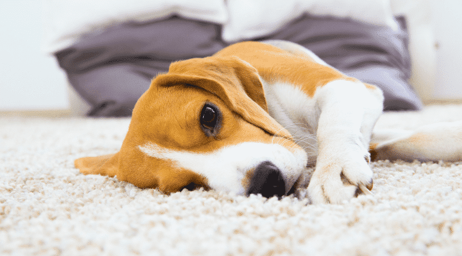 dog rub his face on the carpet every single day