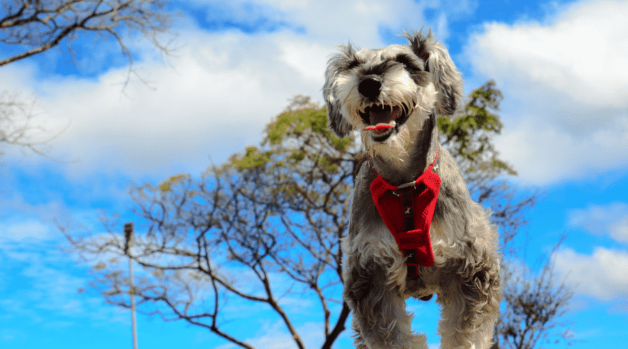 Schnauzers hate a lot of things
