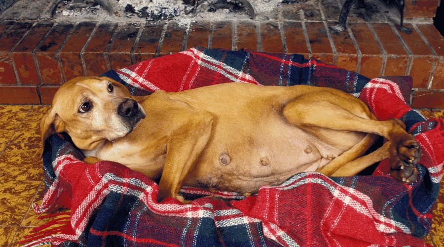 your pet need professional help