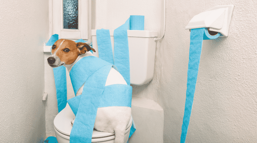 dog in the toilet