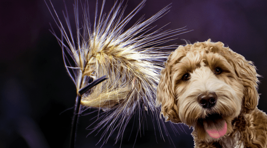 Can foxtail kill a dog