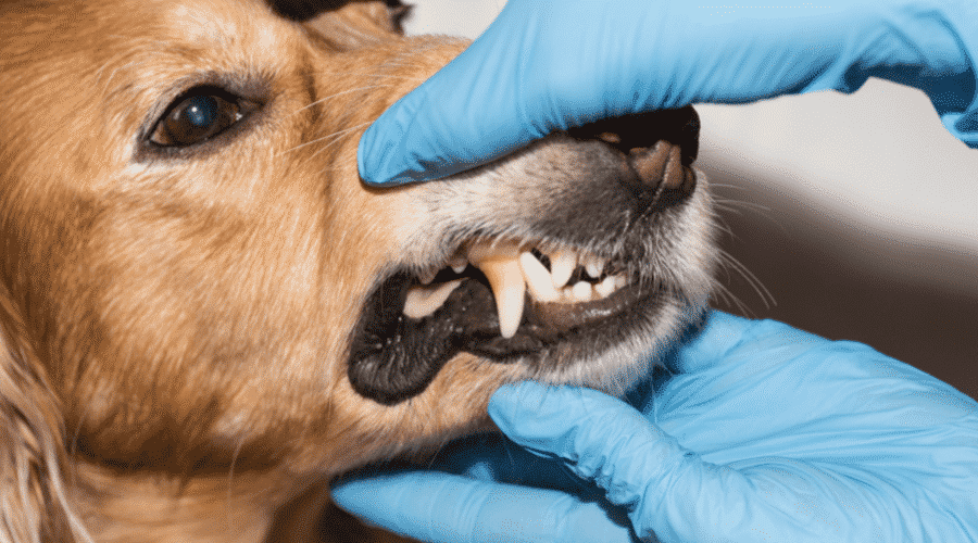 dog detnal issues