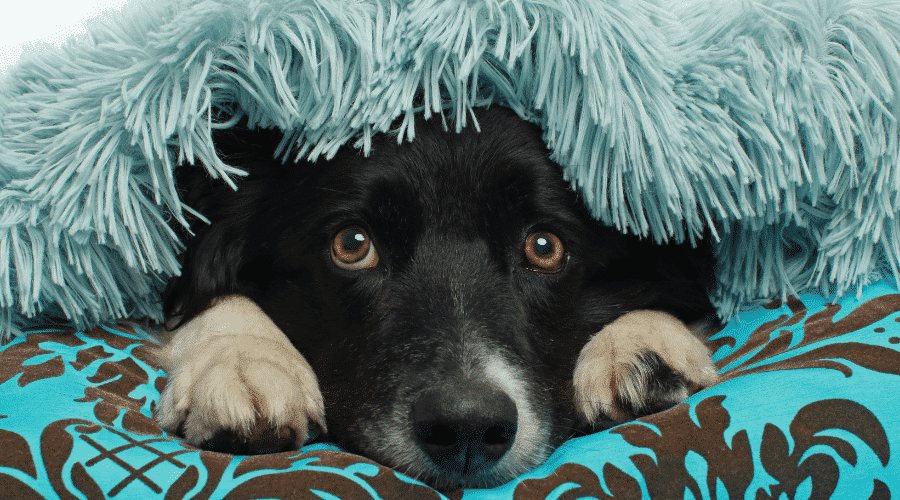 dog trauma hidding