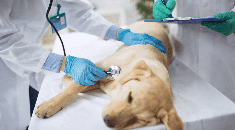 take a dog to a vet