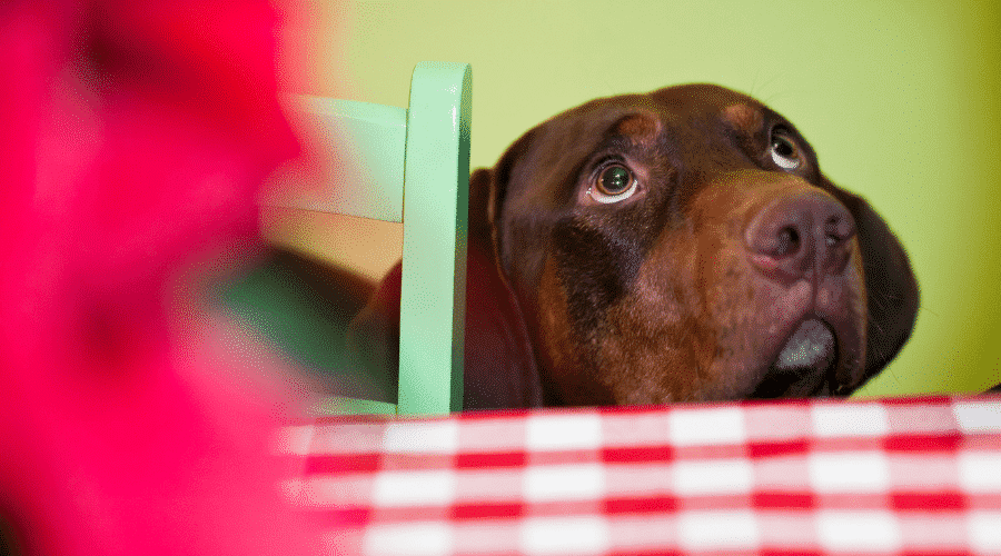 dog Food allergy