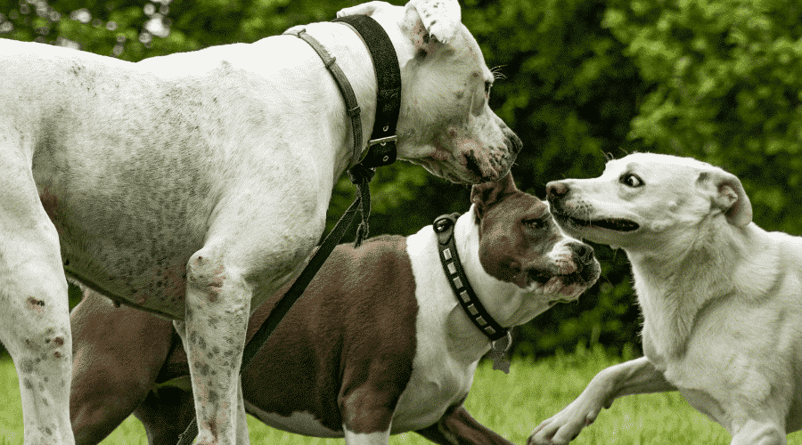 dog plays other dogs