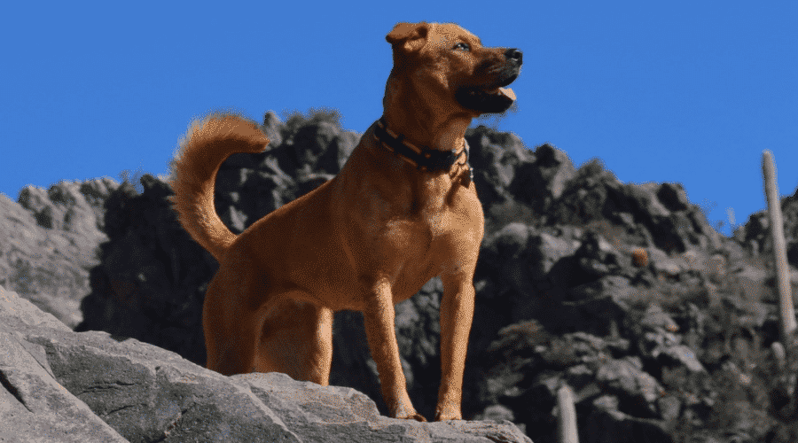 heatlyh dog on rock