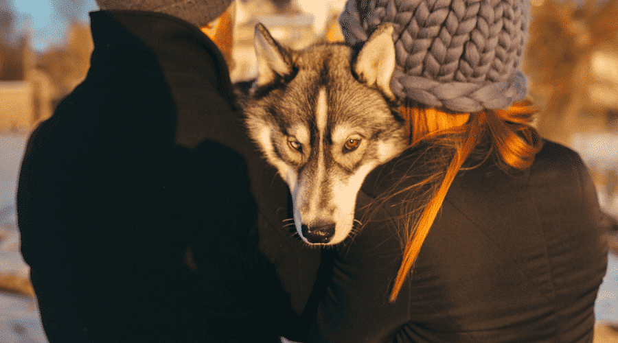 dog is cold
