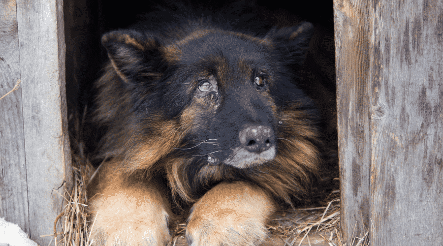 dog injured resting