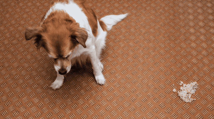 when you should worry and help your pet