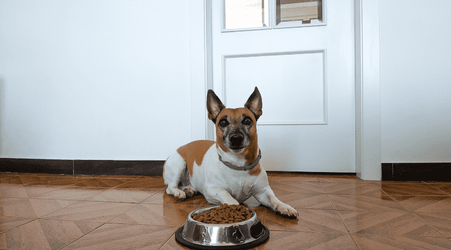 Dog  eats, but you can’t see him