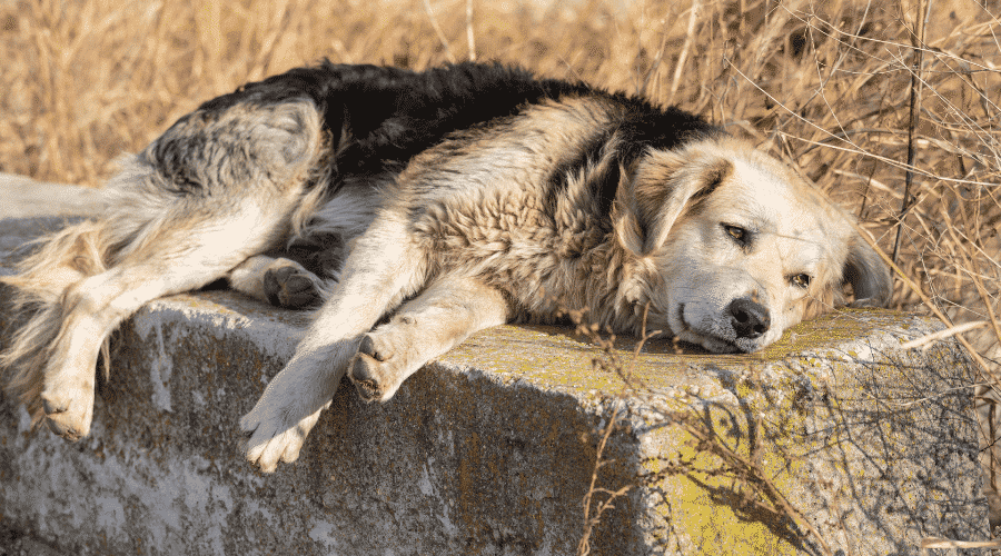 my dog suffers depression