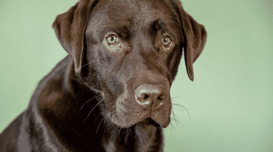 dogs seem fine even after chocolate consumption