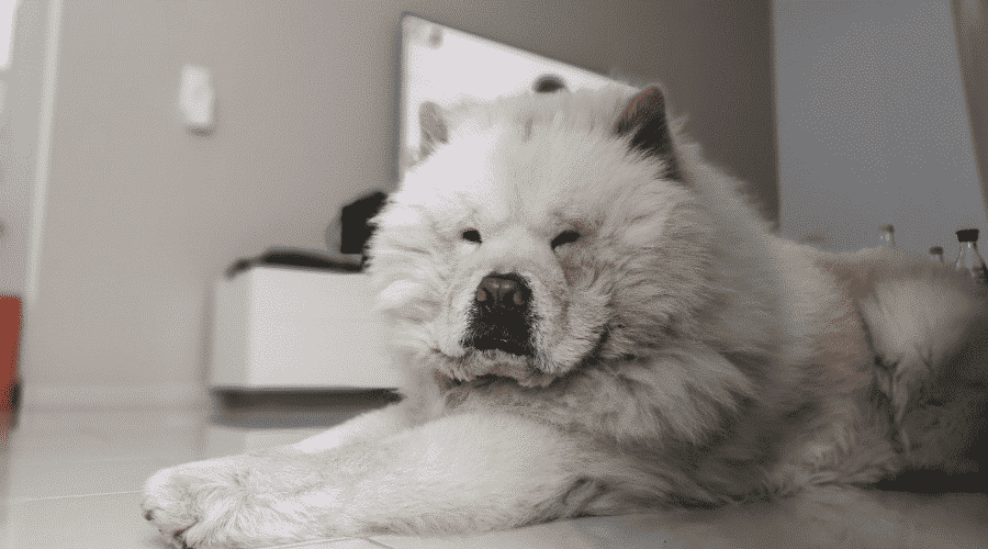 dog Medication side-effects