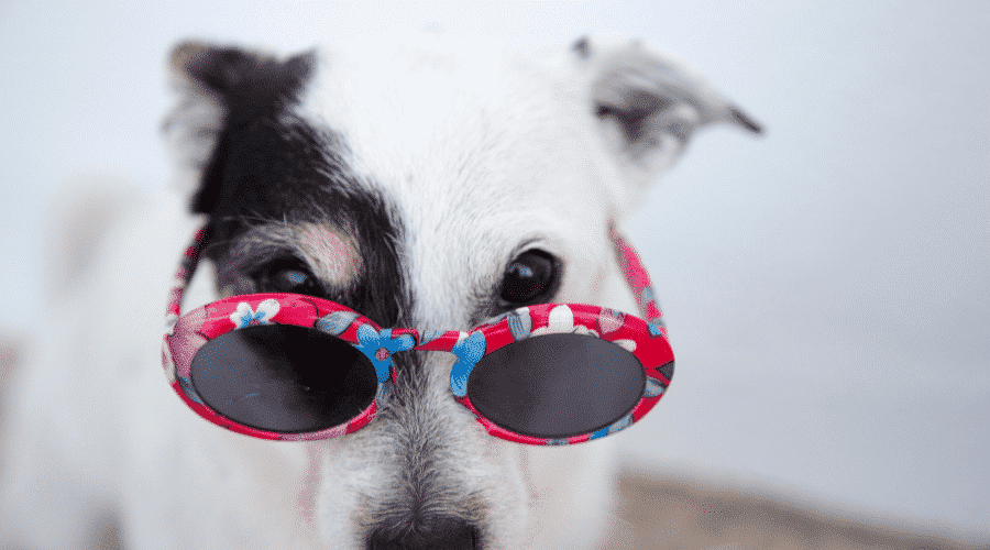 funny dog sun glasses