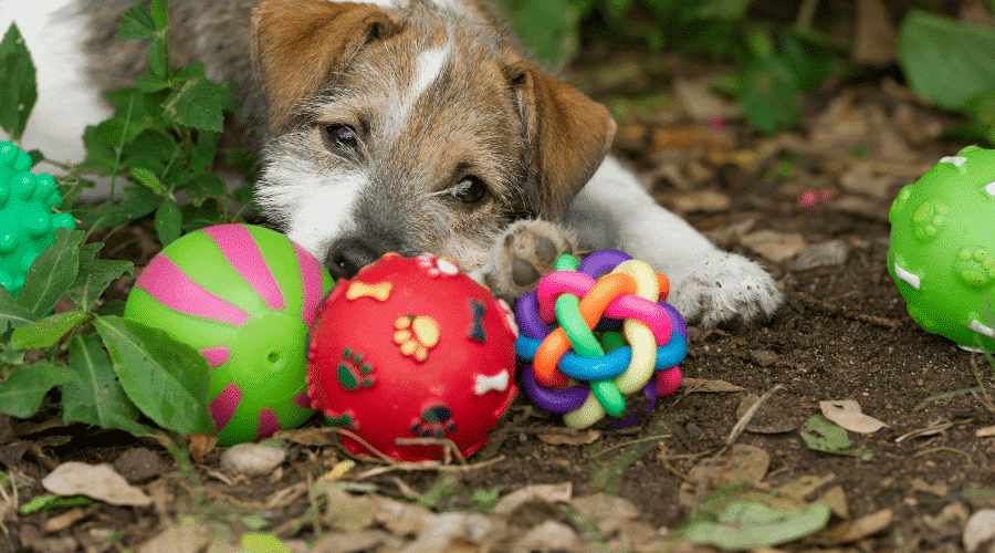 Are Nylabone Toys Safe For Puppies