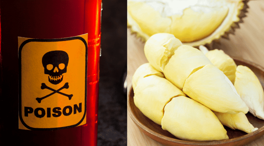 Amount Of Durian Is Safe For Dogs