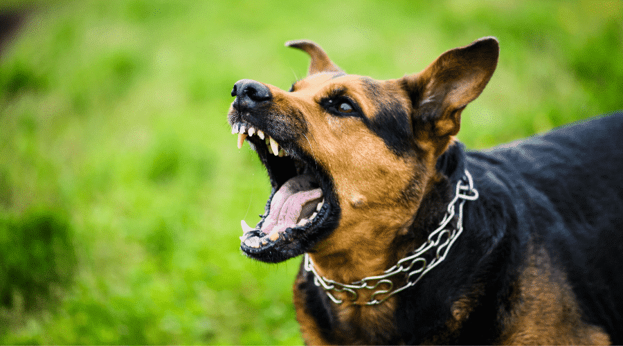 causes dry heaving in dogs