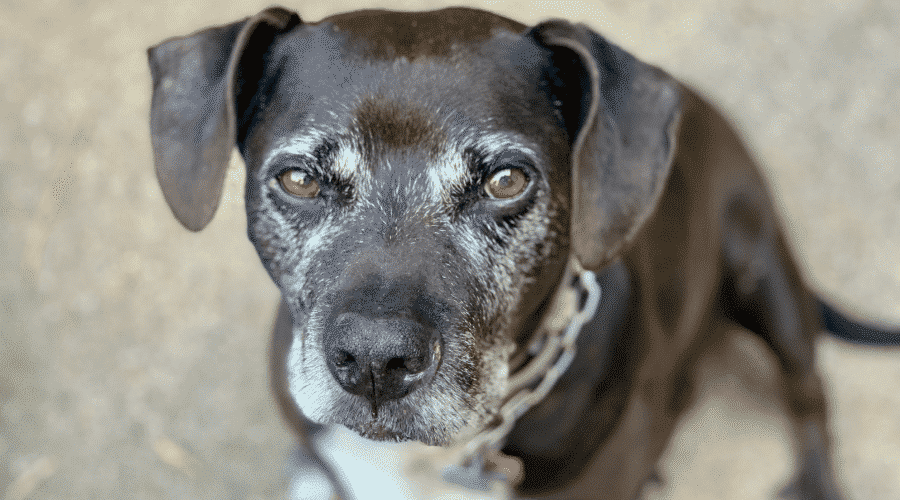 dogs get older