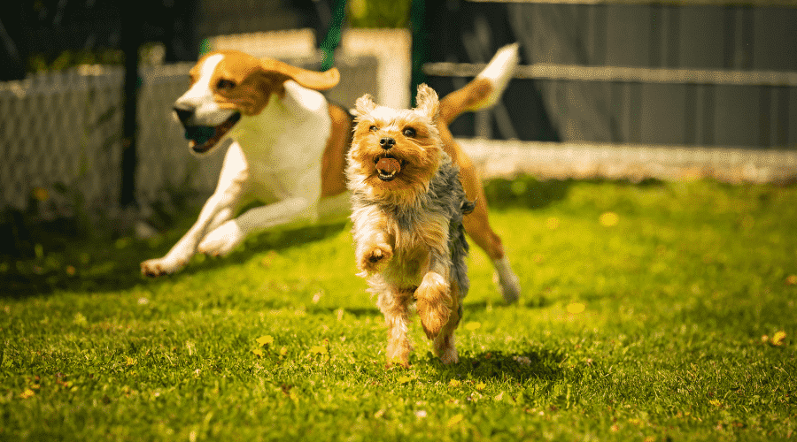 Medical Conditions that  Affect the Ribs in Dogs